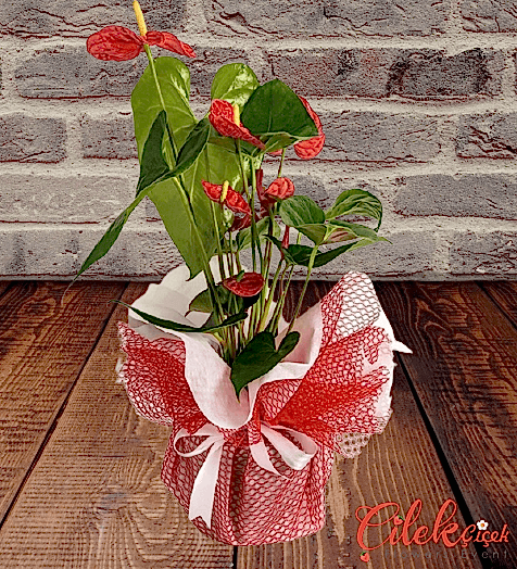 Anthurium Saksı Çiçeği 